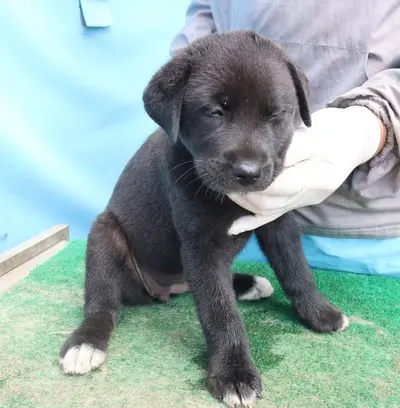 믹스견 사진