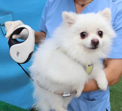 포메라니안 사진