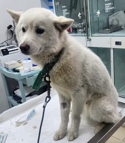 믹스견 사진