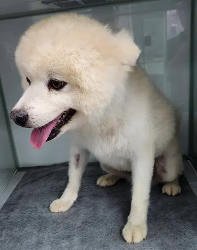 믹스견 사진